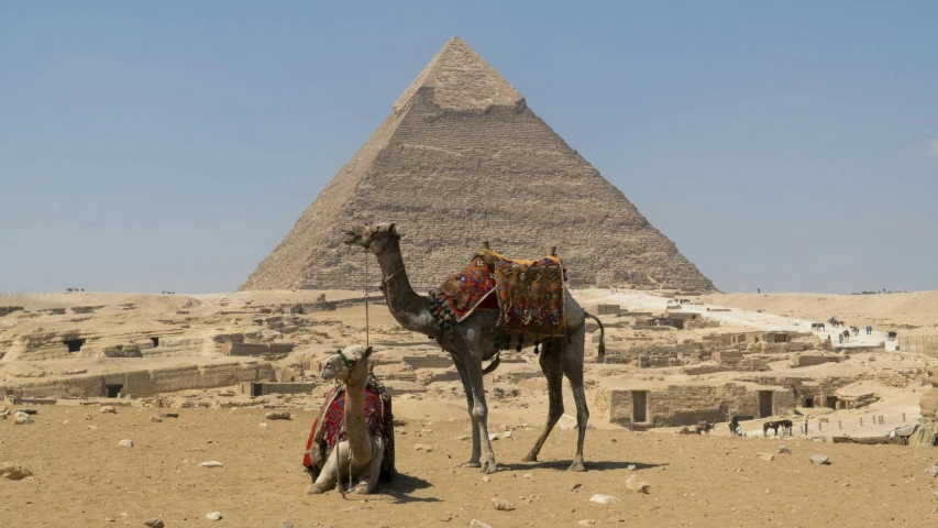 two camels are in front of the pyramid of giza