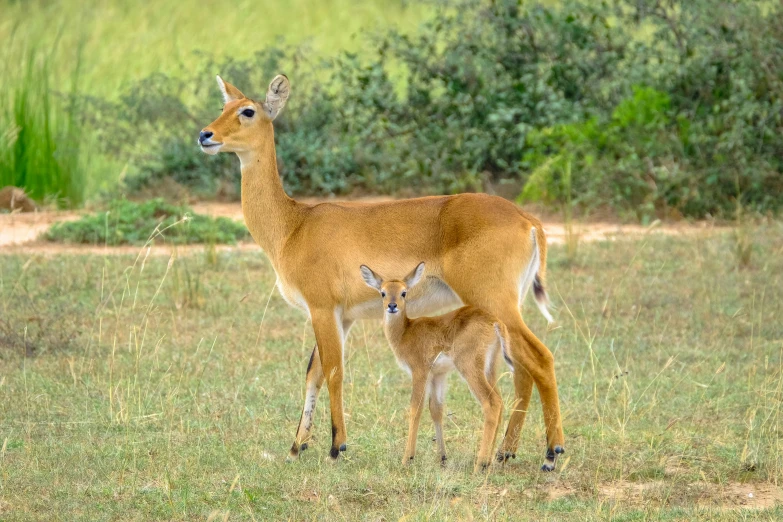 an adult deer standing next to a small calf