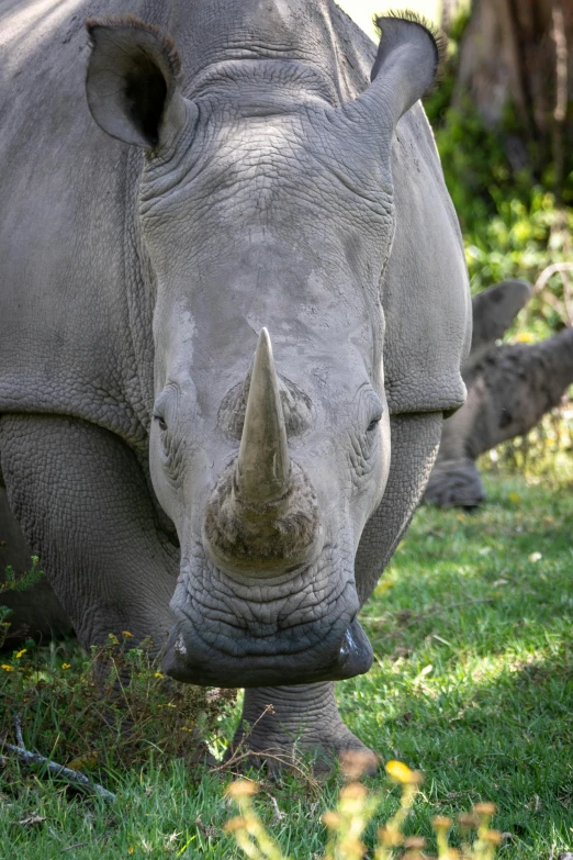 a rhino with its head on the ground eating grass