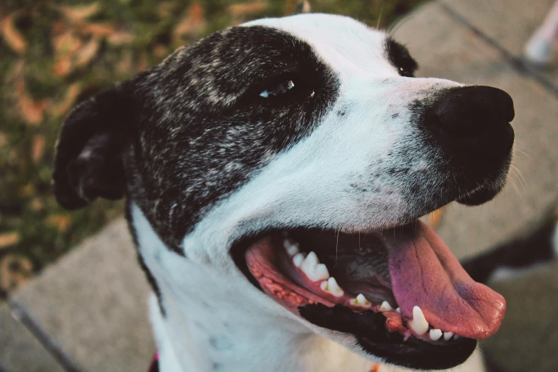 a close up s of a dog's mouth with the camera