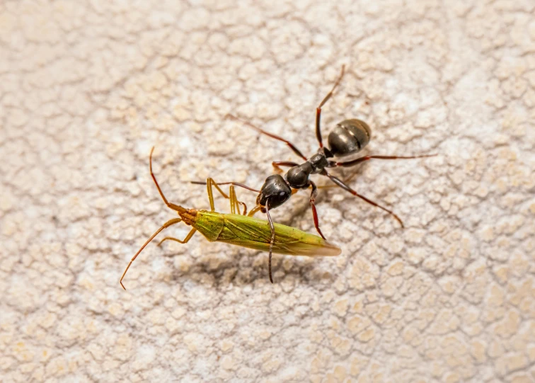 two mosquitoes fighting over a piece of food on the ground