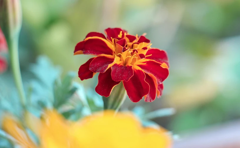 an orange flower with yellow tips is in a vase