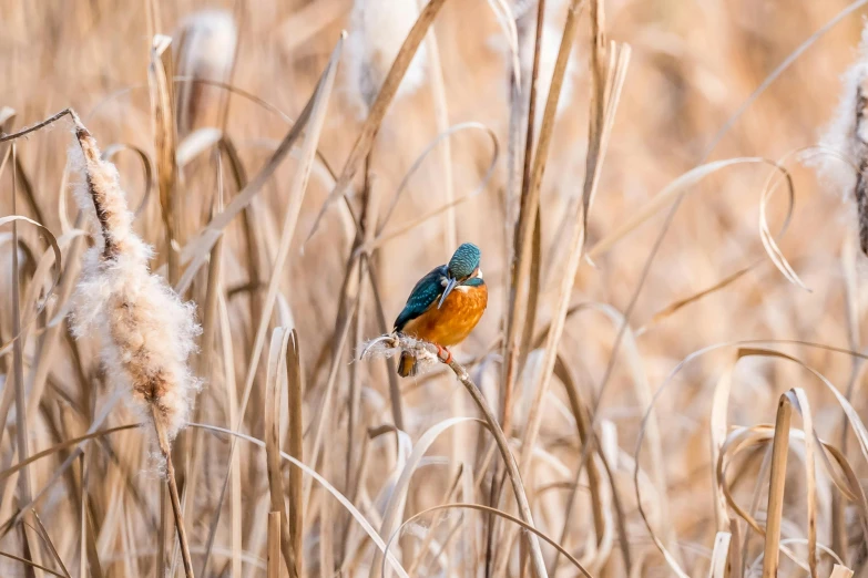 a small blue bird sitting on top of a dry plant