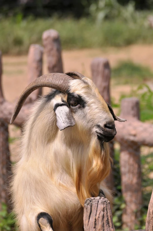 an animal sitting on top of a wooden fence