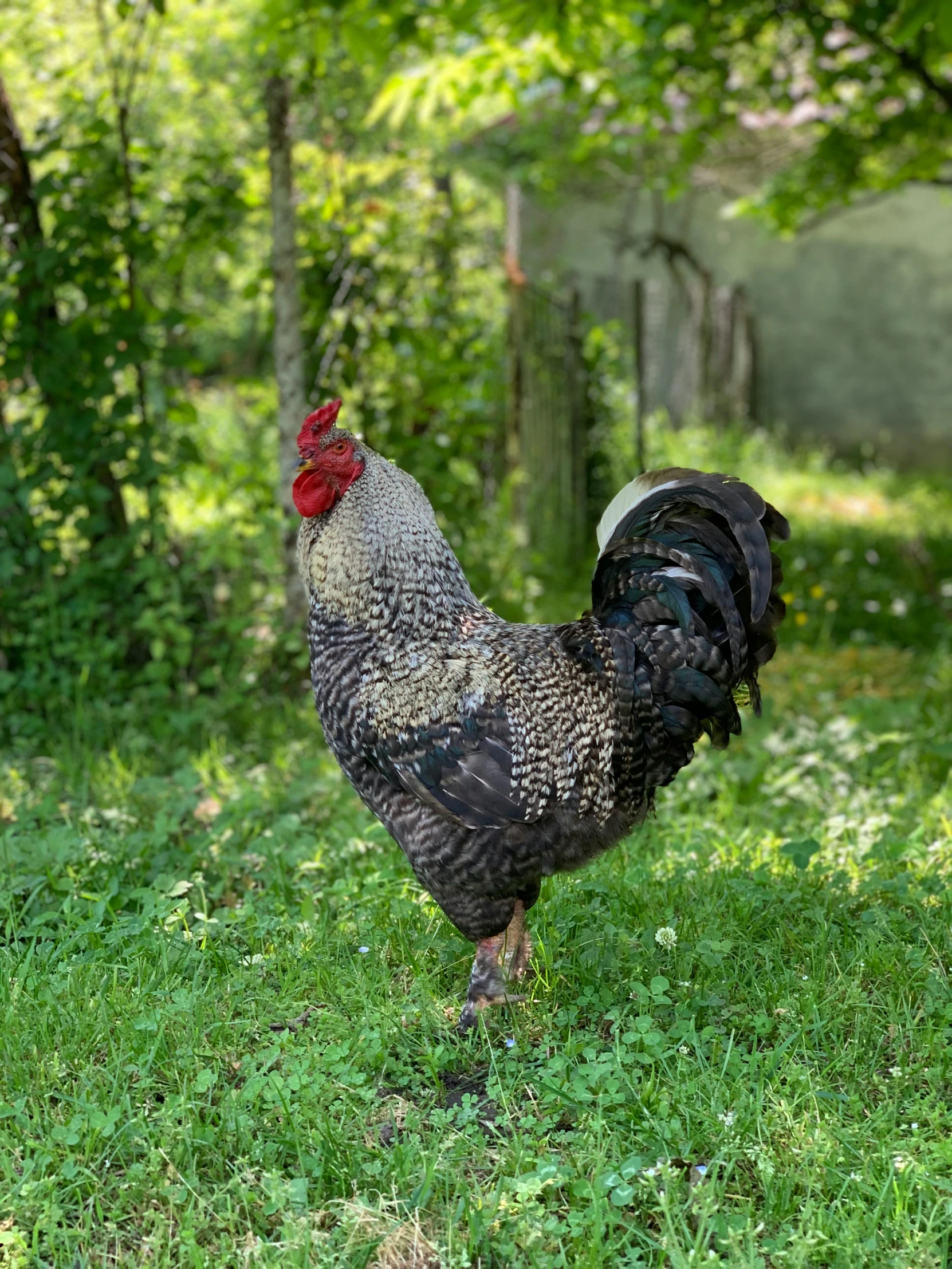 a rooster standing in the grass by a tree