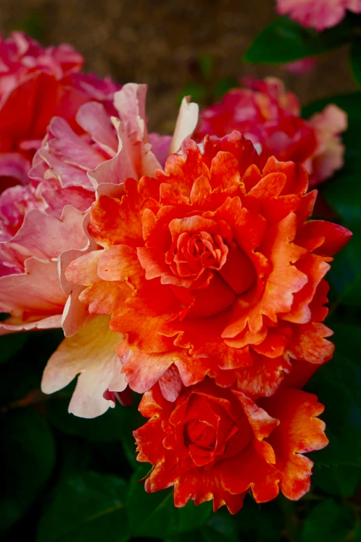 a group of red and yellow flowers with green leaves