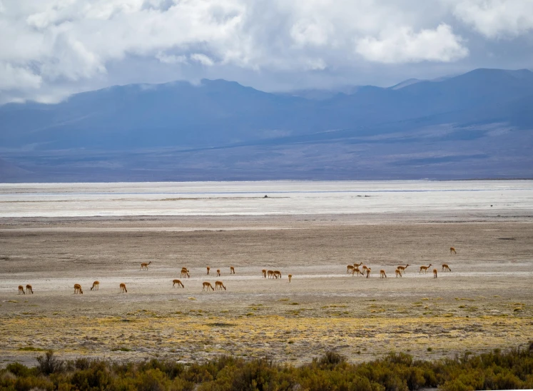 a herd of animals are standing across the desert