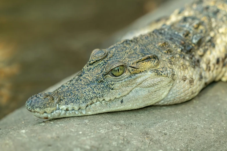 the snout of an alligator resting on a rock