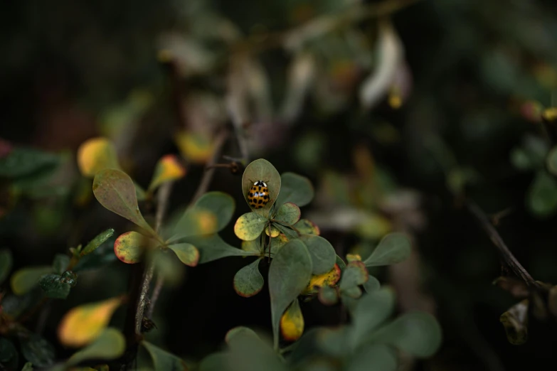 the yellow blooms of the plant are changing color