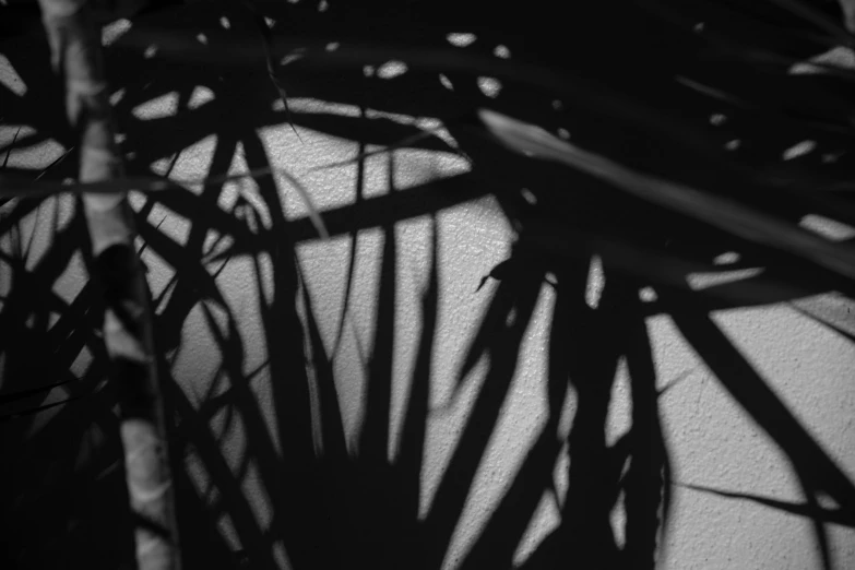 shadow cast on the wall of a plant