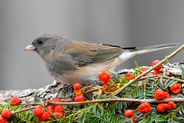 a bird sitting on a tree next to flowers