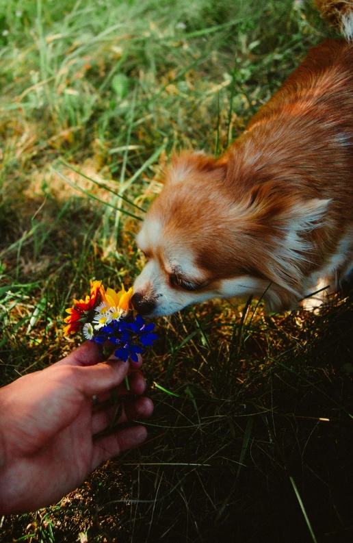 the dog sniffs at the colorful flower