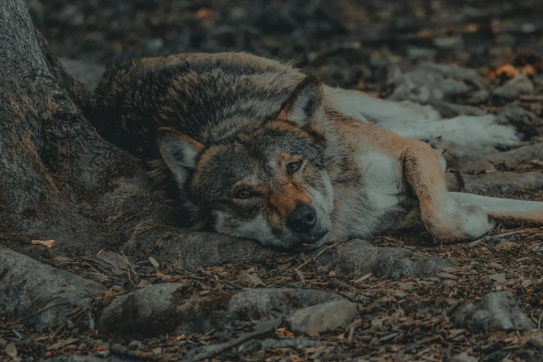 a gray and white wolf is resting on some rocks