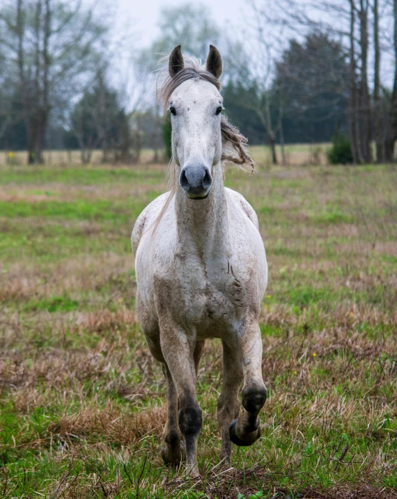 the white horse runs around a field in the forest