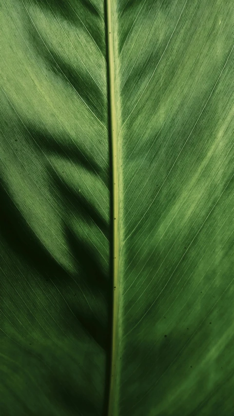 a green leaf with its bright shadow on it