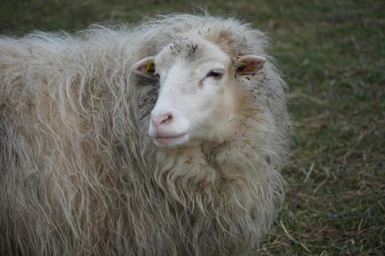 an sheep that has been tagged up and has no ear tag