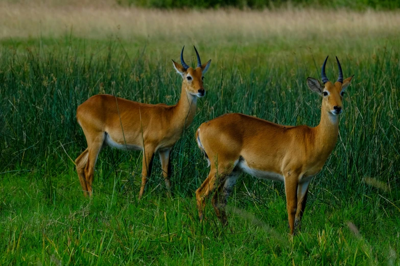 two deer standing next to each other on a grass covered field