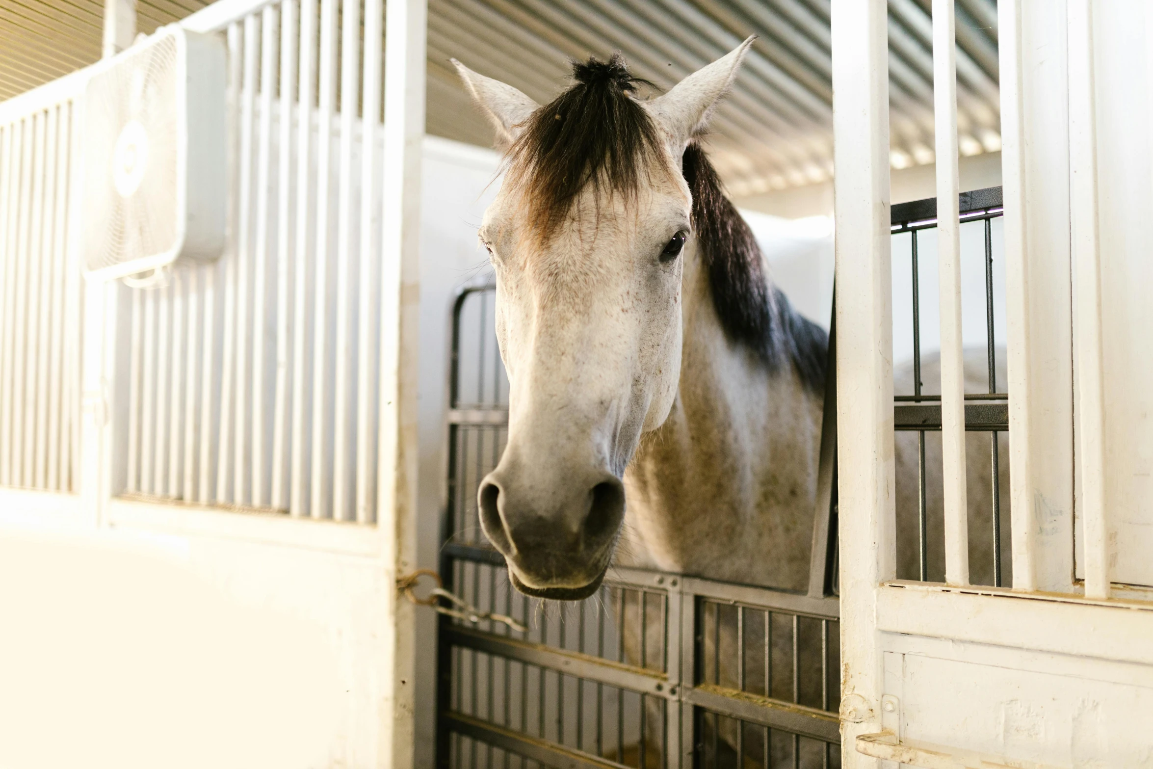 a white and brown horse in a pin