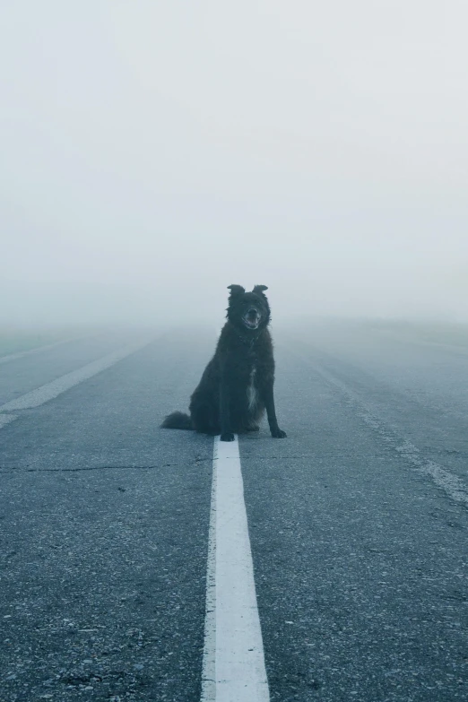 a black dog is sitting on a foggy street