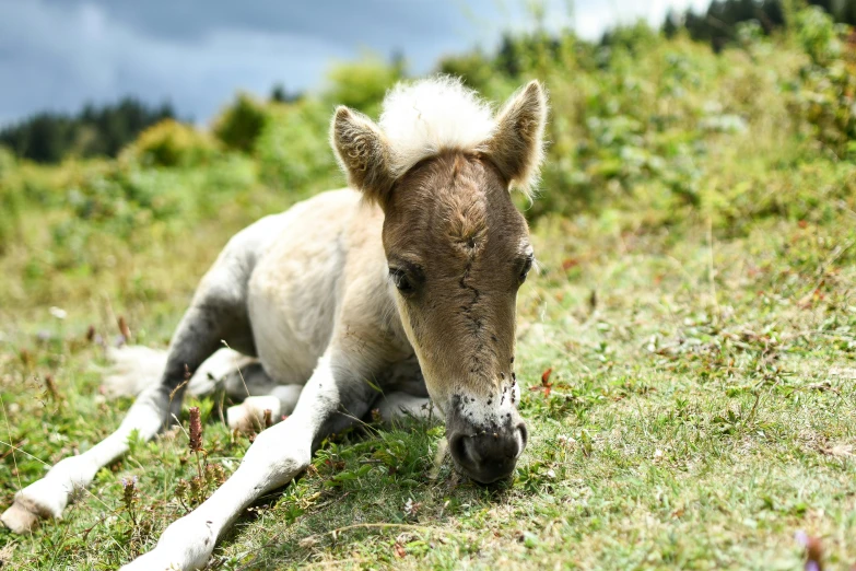 a small horse laying down in a field