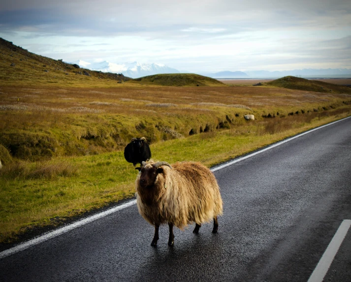 there is a sheep on the road standing in the middle of the street