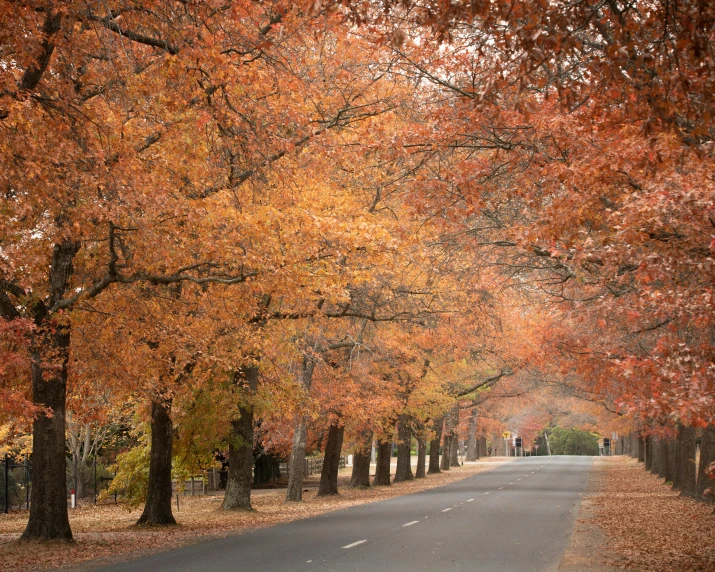 fall trees on both sides of an empty street