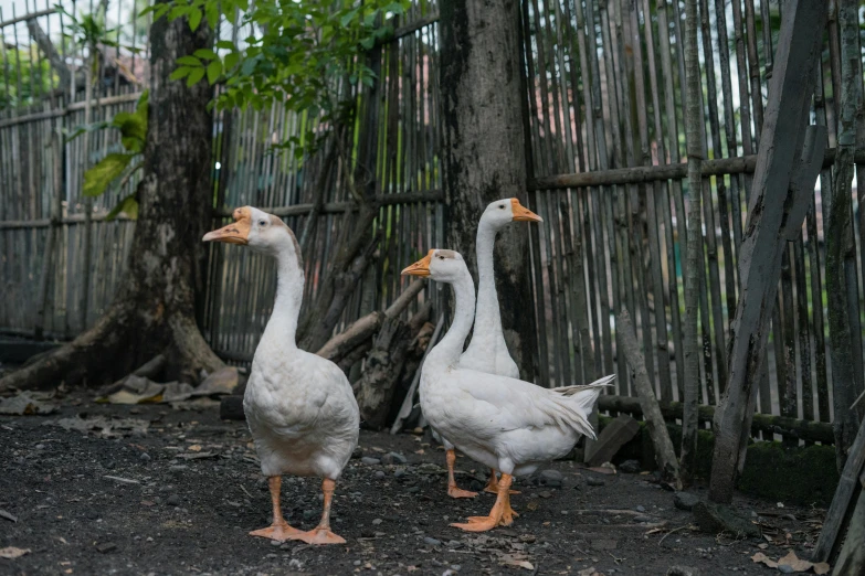 two large birds are standing next to each other