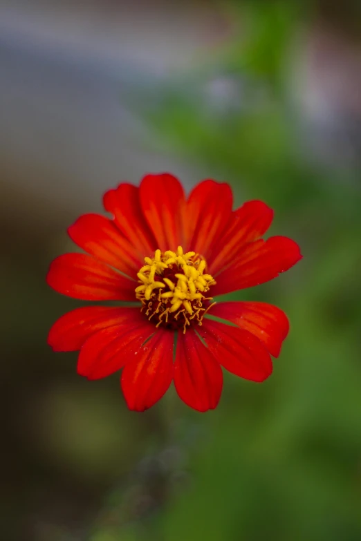 a close up of a red flower with yellow stamen