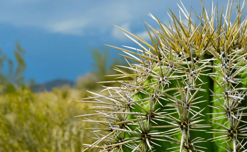 a large cactus with spikes standing in the grass