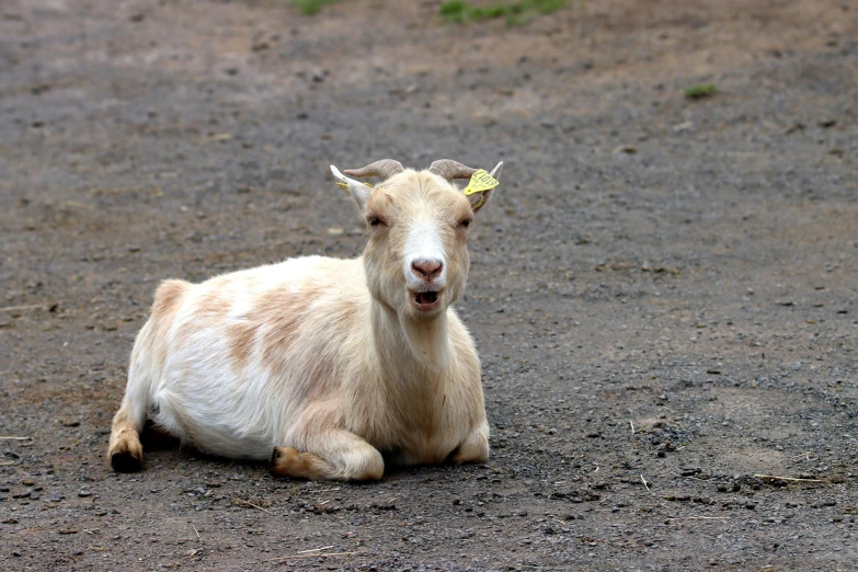 a brown and white goat laying down in the dirt