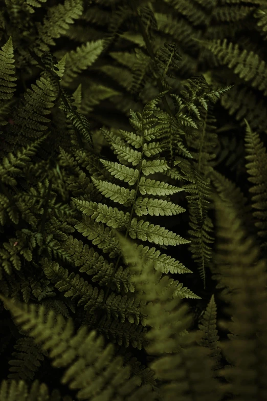 a close up view of a fern plant