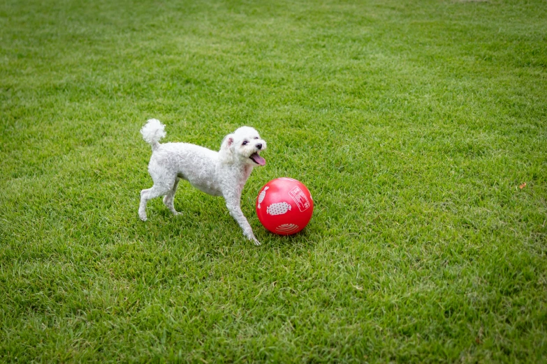 a white dog in a field with a red ball