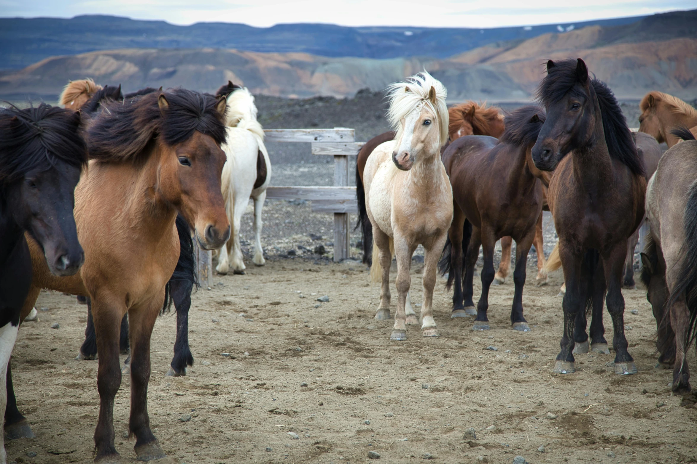 there are many horses standing in this field