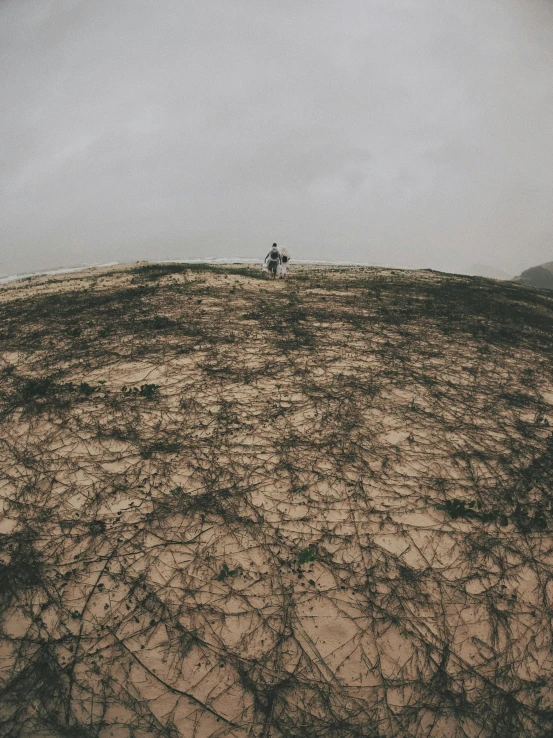 barren area with trees and sand during the day