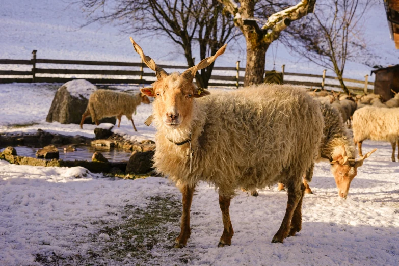 the goats are all walking in the snow together