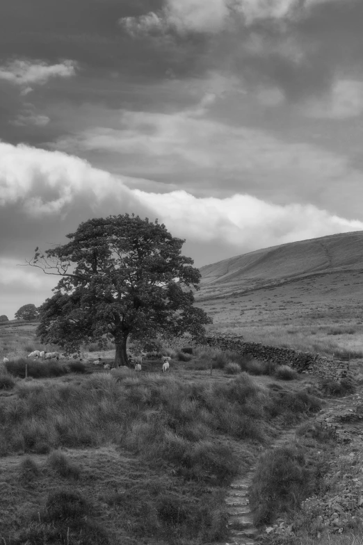 a single tree near a rocky hill on a cloudy day