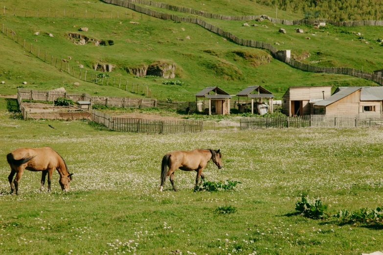 two horses standing in the grass eating