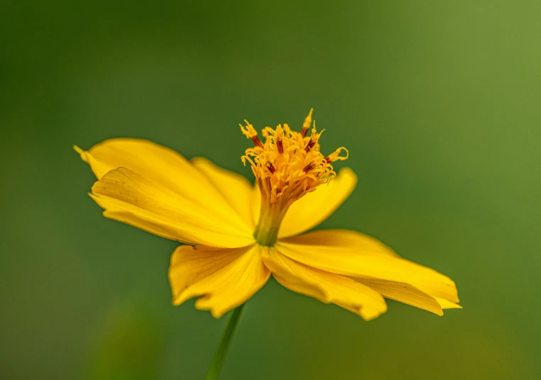 a yellow flower with very thin petals on top of it