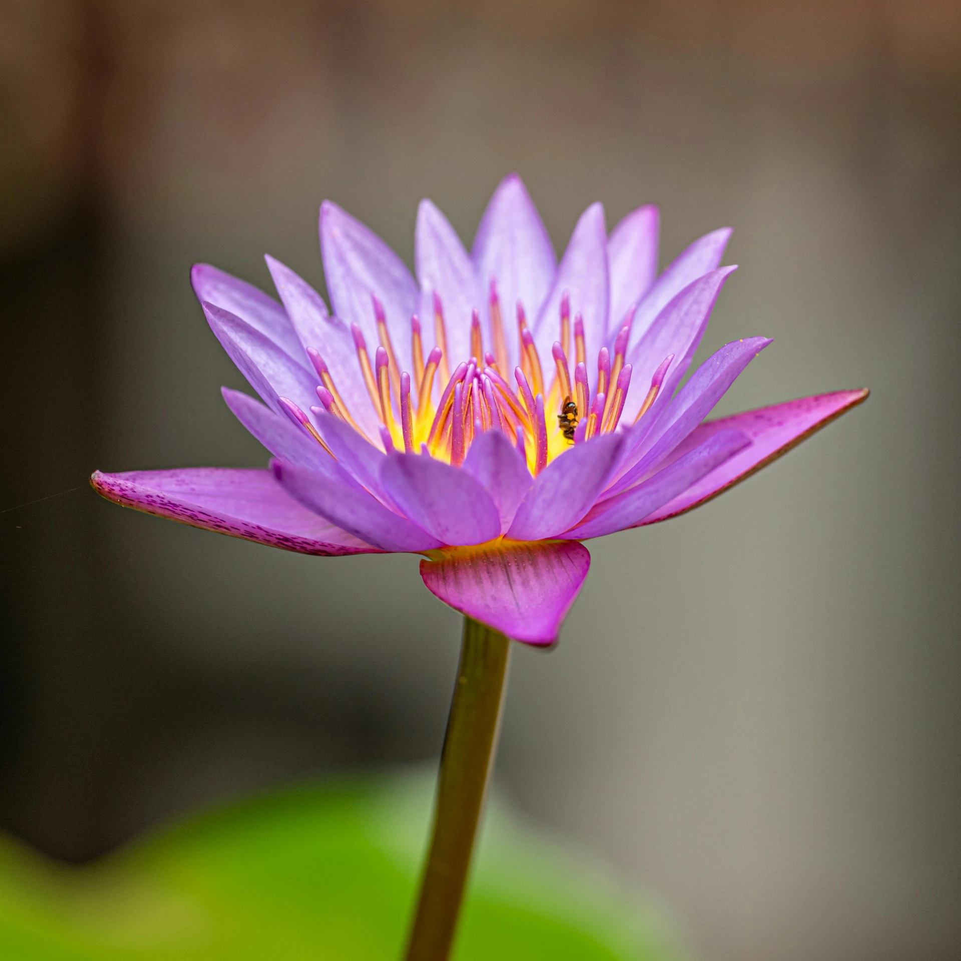 purple lotus flower in bloom near a small bug