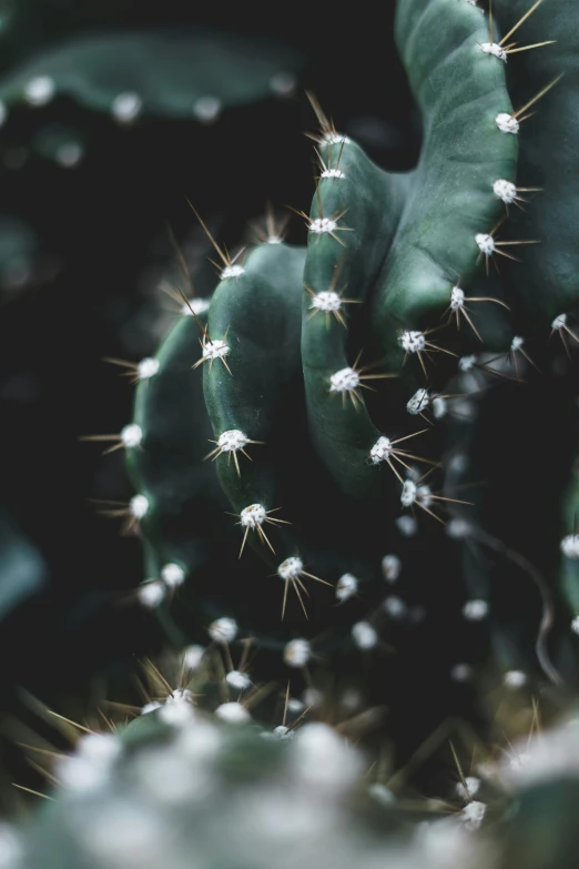 a closeup of a green cactus with small flowers