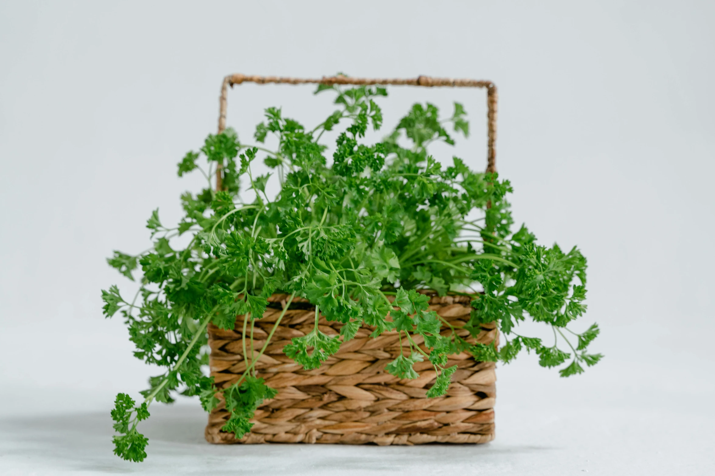 a green plant in a basket with white background