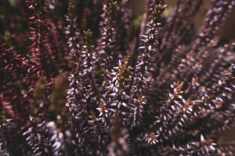 a bunch of purple flowers sitting in a bouquet