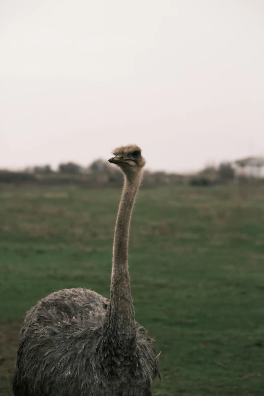 an ostrich standing in a green grassy field