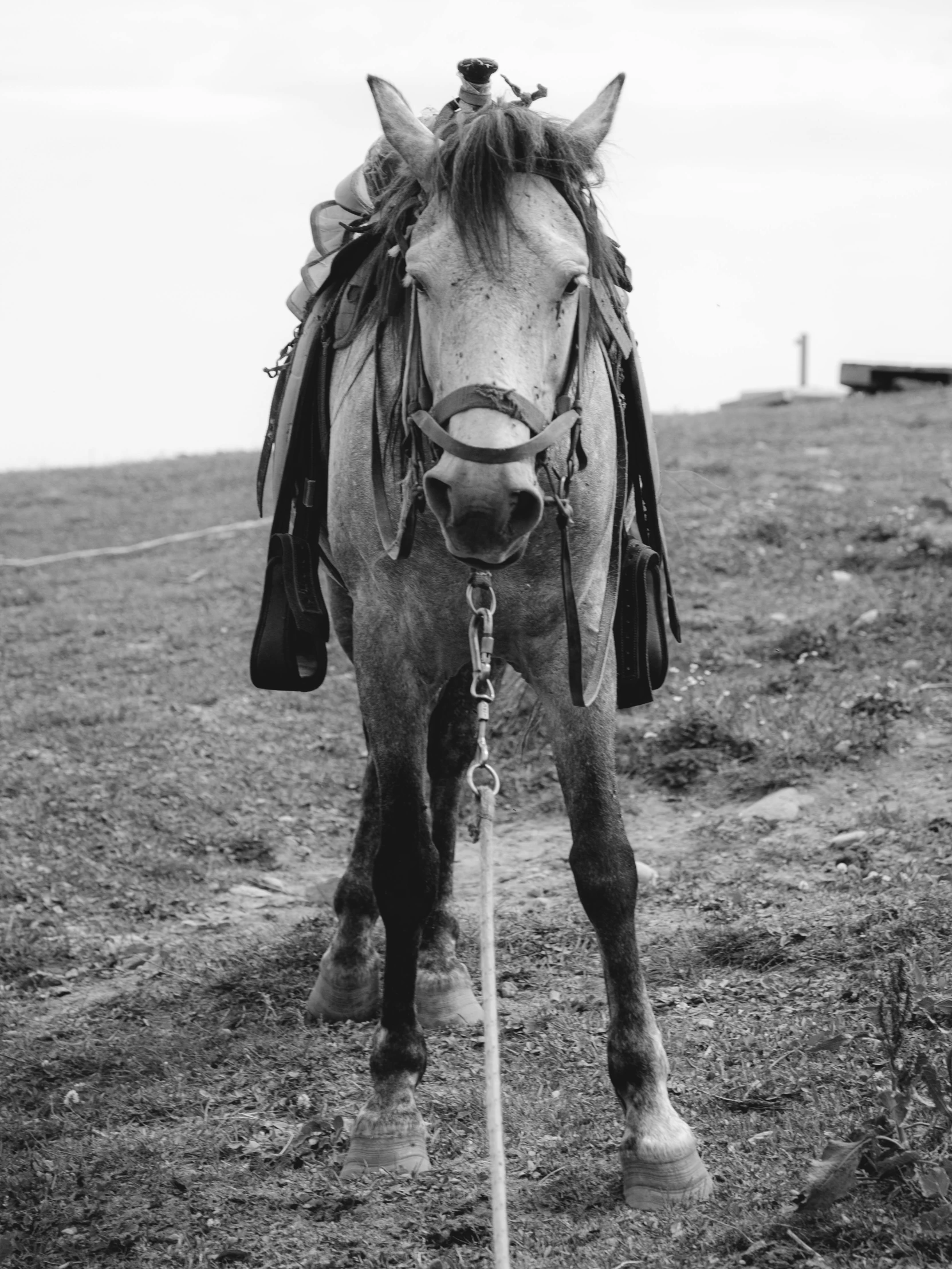 a large horse standing next to a grassy field