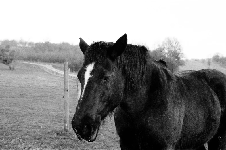 a black horse walking on the grass in a black and white po