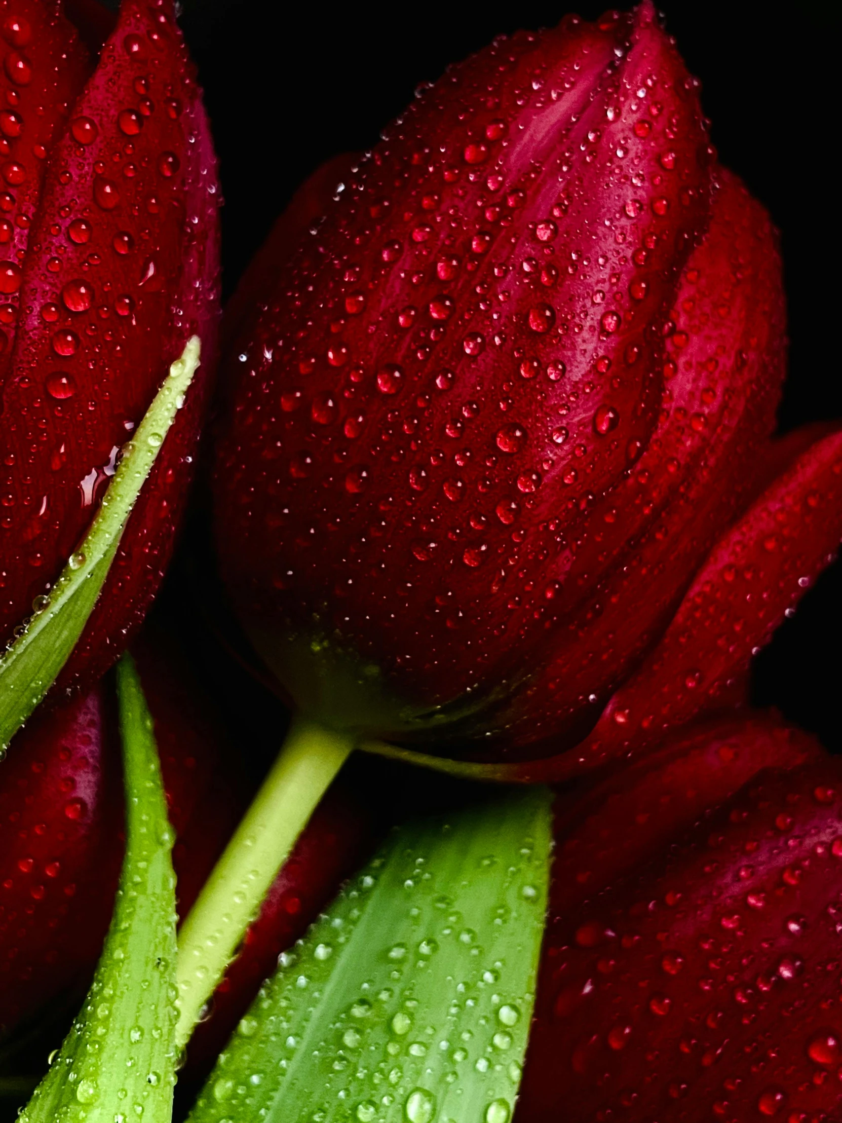 close up po of two red tulips with rain drops