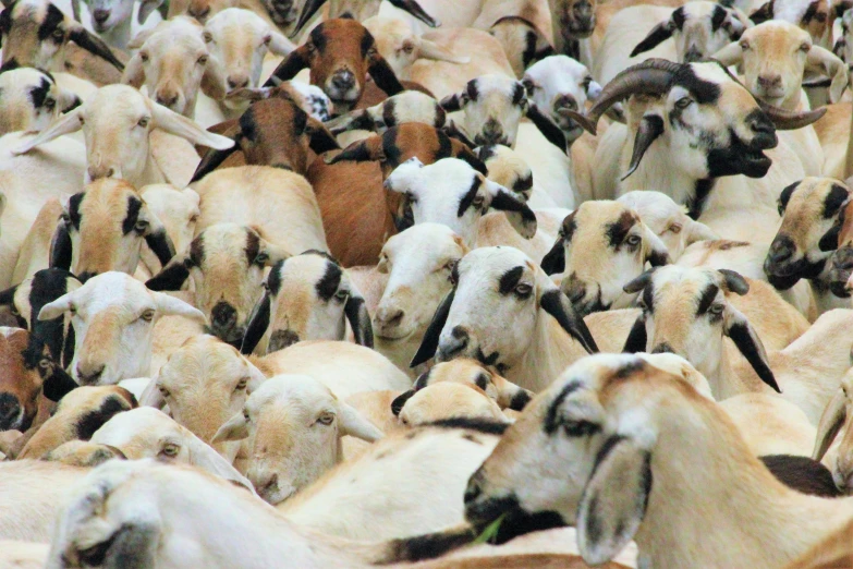 the herd of sheep is very different from all the goats in the world