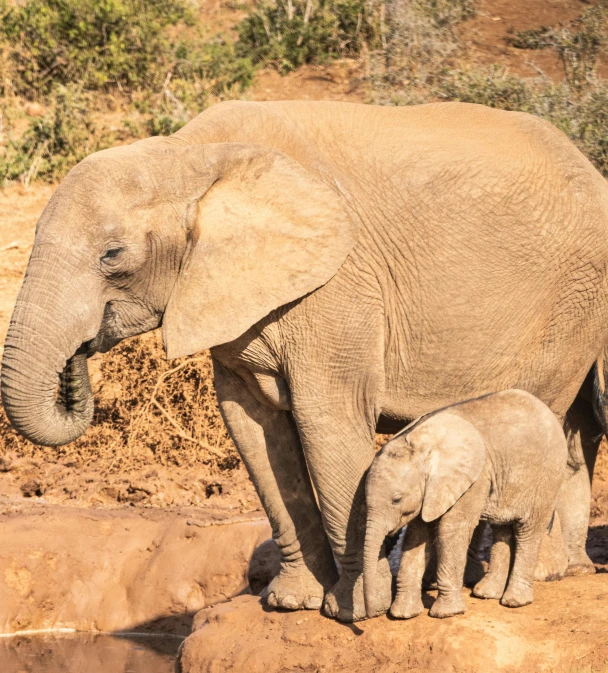 a small elephant and its mother stand together on some dirt