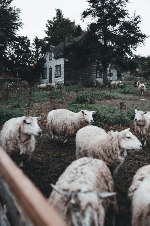 herd of sheep standing on grassy area next to house