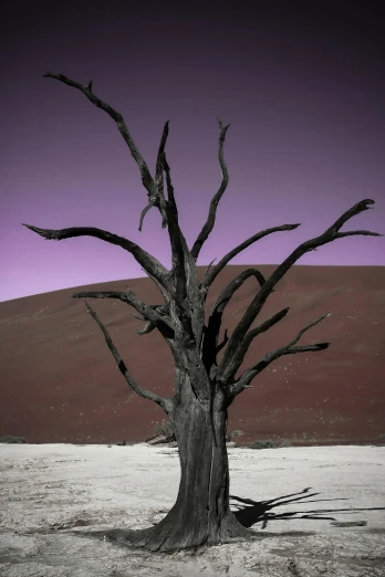 a dead tree in the desert with sand and hills